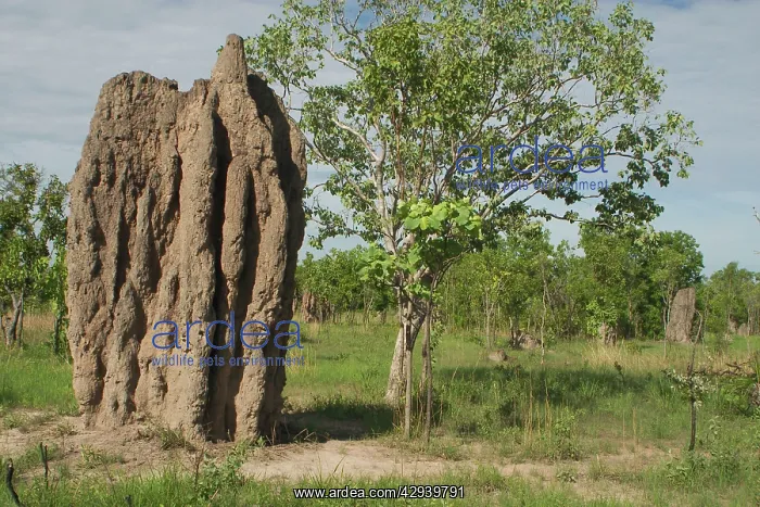 : Termite Mound : Termite Mound