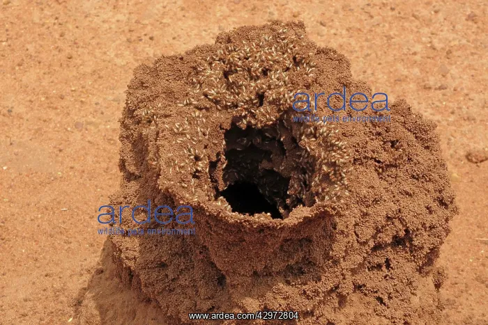 : Termite Mound : Termite Mound