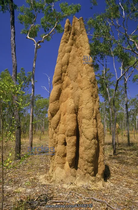  : Termite Mound