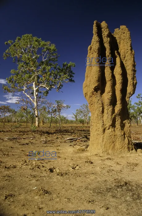 : Termite Mound : Termite Mound