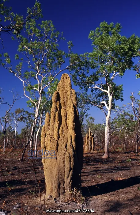 : Termite Mound : Termite Mound