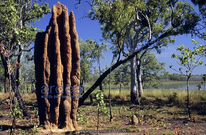 : Termite Mound : Termite Mound
