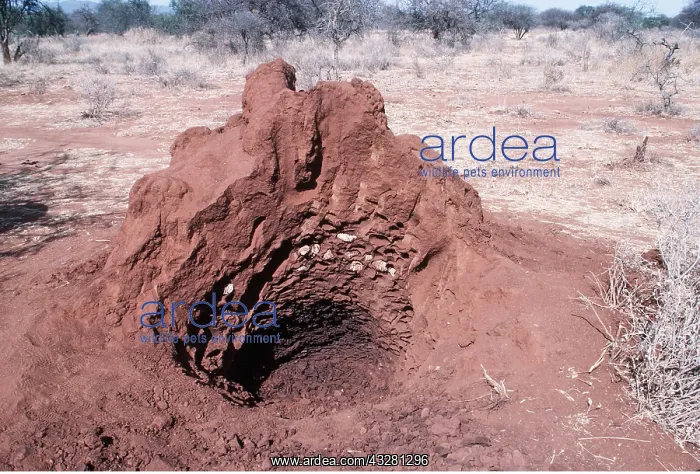 : TERMITE MOUND : TERMITE MOUND
