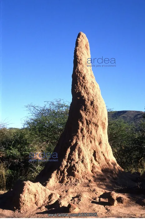: TERMITE MOUND : TERMITE MOUND
