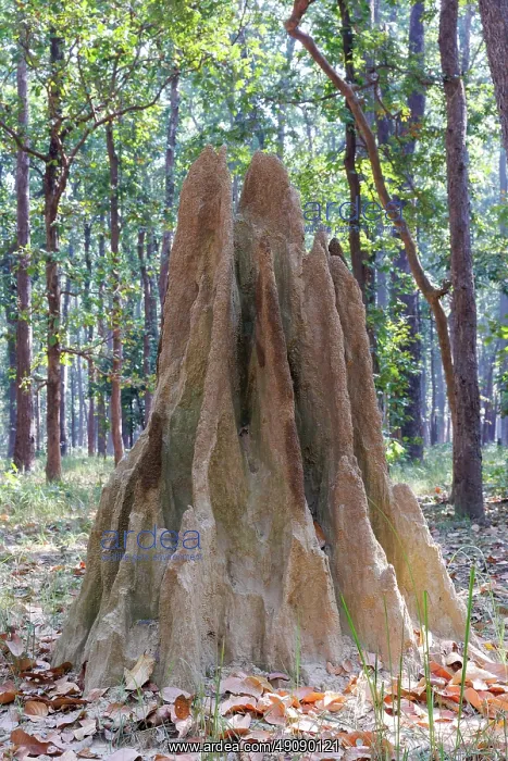  : Termite mound