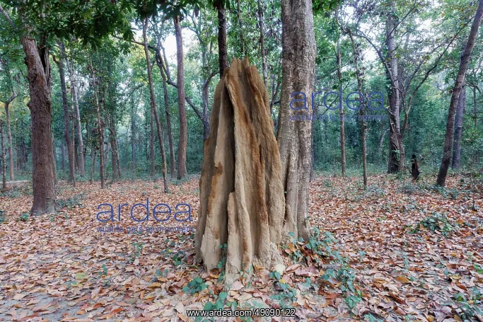 : Termite mound : Termite mound