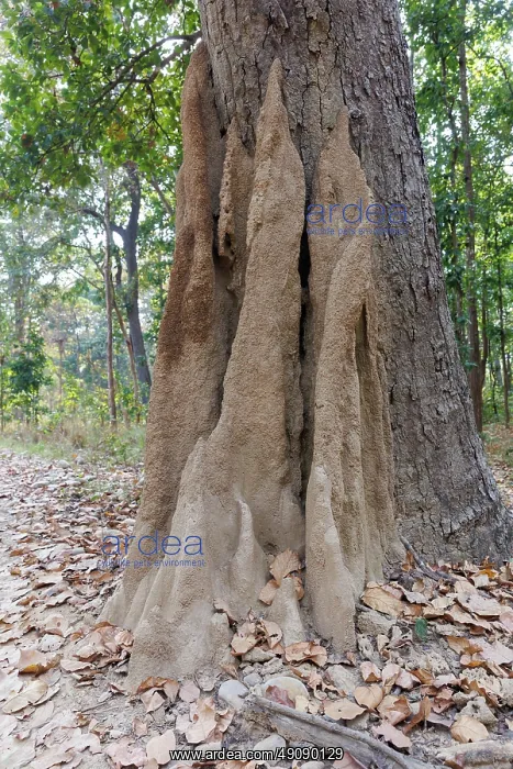: Termite mound : Termite mound
