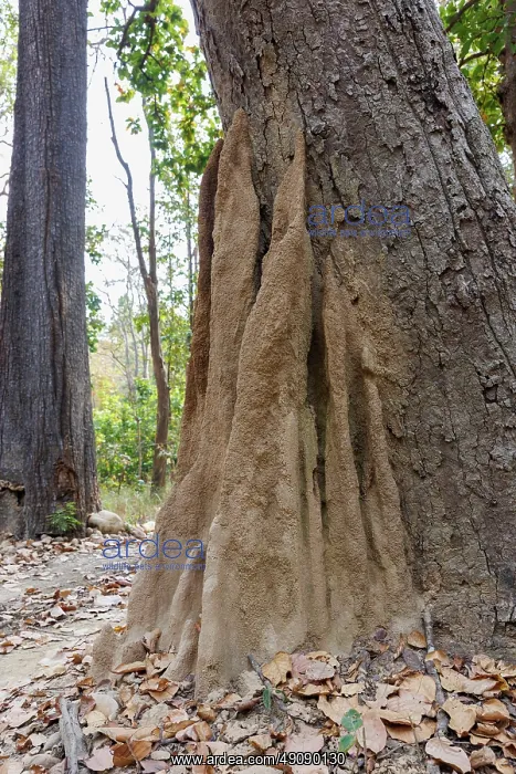 : Termite mound : Termite mound
