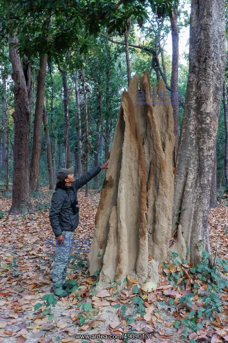 : Termite mound : Termite mound