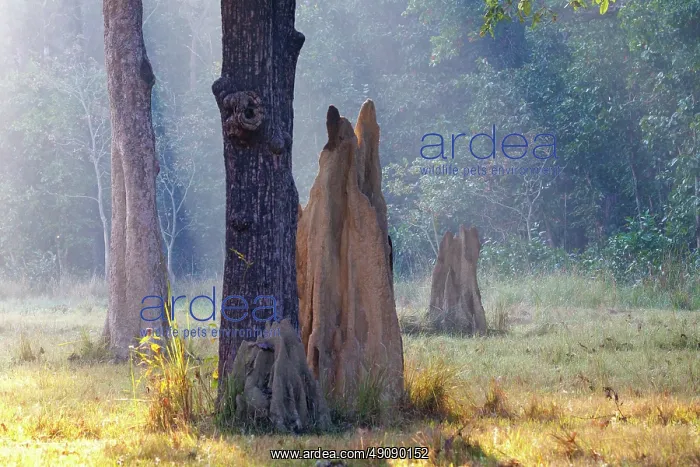 : Termite mound : Termite mound