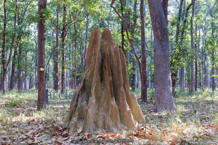 : Termite mound : Termite mound