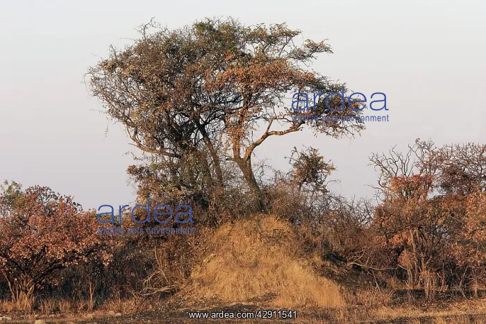 : Termite Mound at base of tree : Termite Mound at base of tree