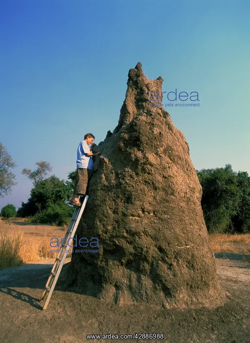 : Termite Mound - with boy investigating, up ladder : Termite Mound - with boy investigating, up ladder