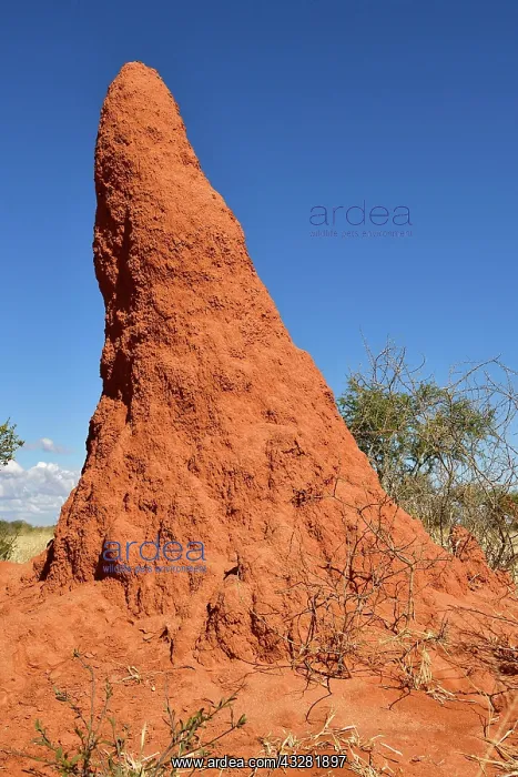 : Termite mound near Waterberg, Namibia, Africa : Termite mound near Waterberg, Namibia, Africa