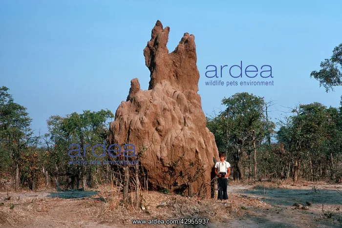: Termite Mound - small boy by large termite hill : Termite Mound - small boy by large termite hill