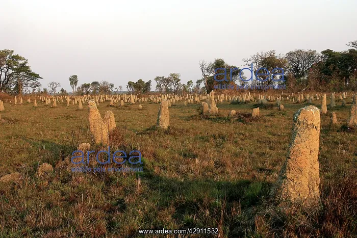  : Termite Mounds