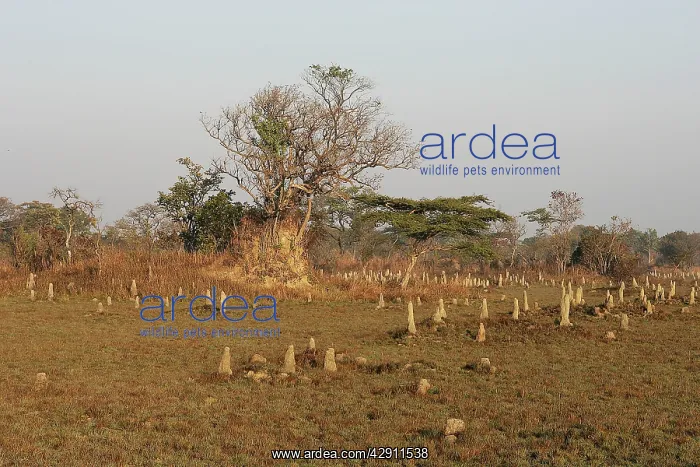  : Termite Mounds