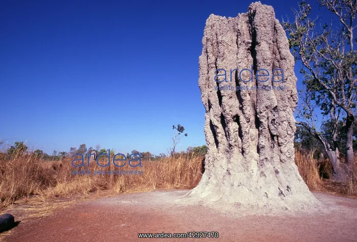  : TERMITE MOUNDS