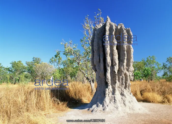  : TERMITE MOUNDS