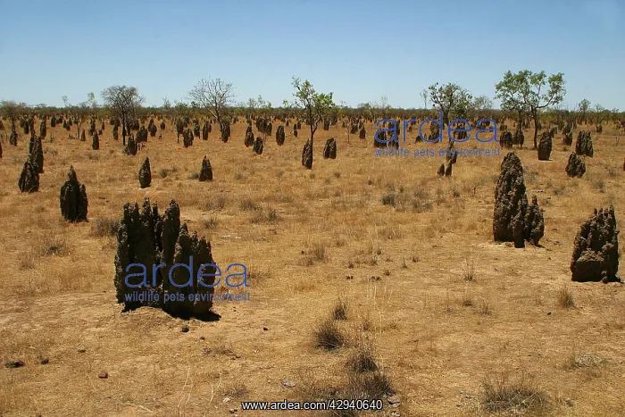 : Termite mounds - Inside the mounds are a Queen : Termite mounds - Inside the mounds are a Queen