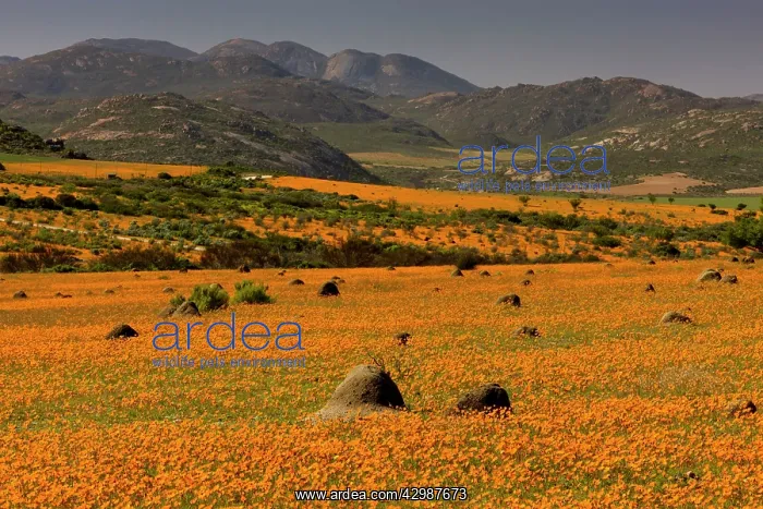 : Termite Mounds - among Orange Daisies : Termite Mounds - among Orange Daisies