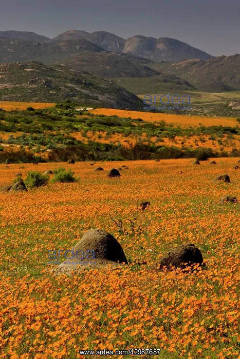 : Termite Mounds - among Orange Daisies : Termite Mounds - among Orange Daisies