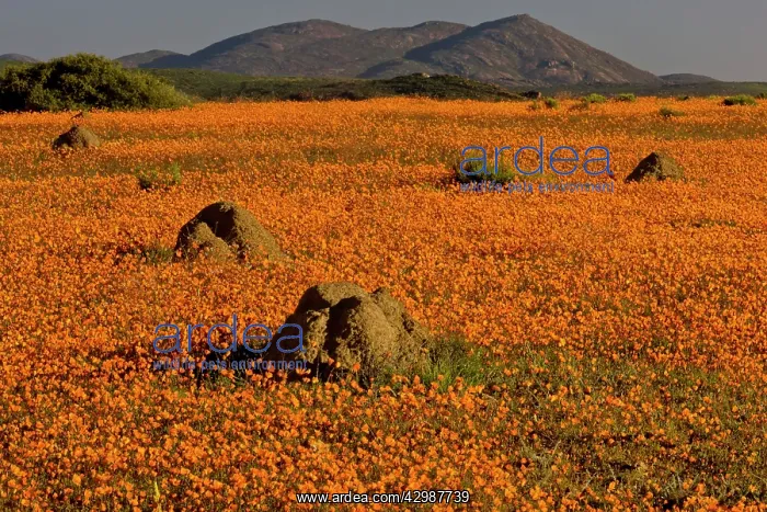 : Termite Mounds. among Orange Daisies : Termite Mounds. among Orange Daisies
