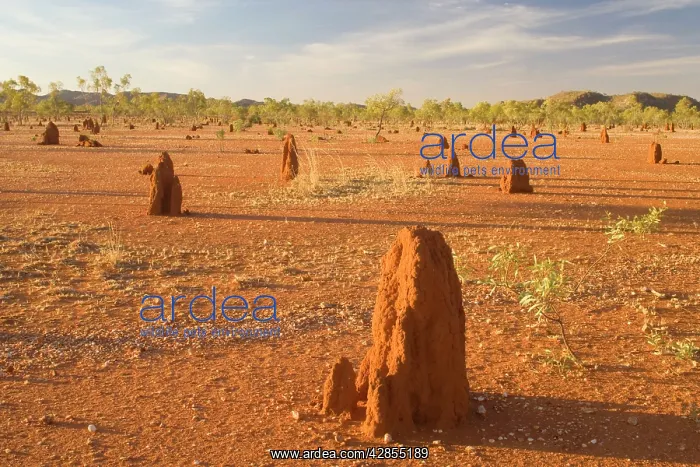 : Termite mounds - sandy field with numerous Cathedral : Termite mounds - sandy field with numerous Cathedral