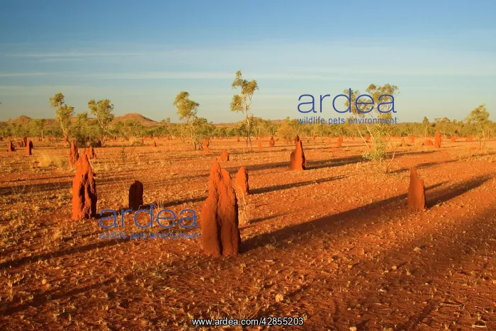 : Termite mounds - sandy field with numerous Cathedral : Termite mounds - sandy field with numerous Cathedral