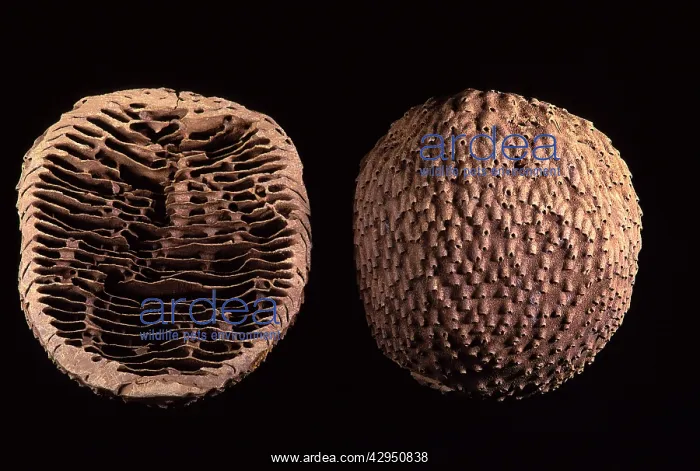 : Termite - nest cut in half : Termite - nest cut in half