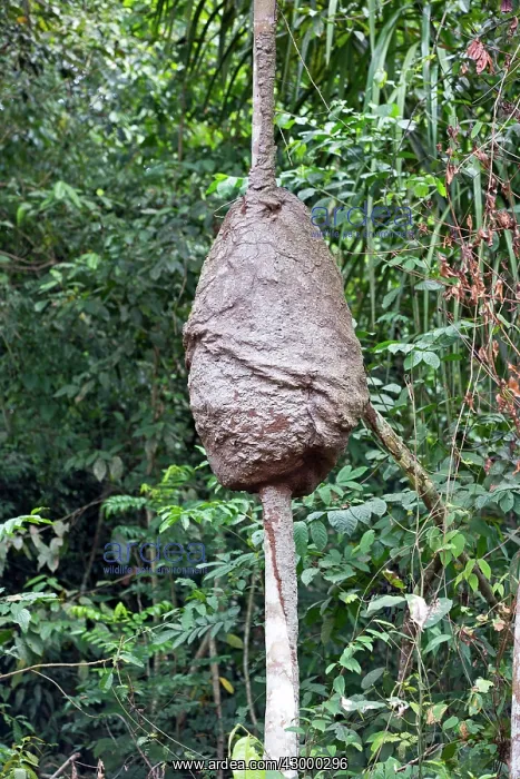: Termite Nest in a tree : Termite Nest in a tree