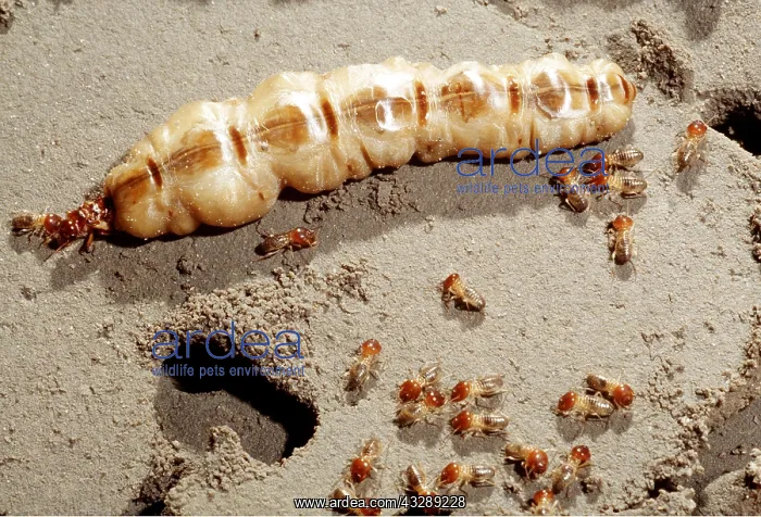 : TERMITE QUEEN - With soldiers : TERMITE QUEEN - With soldiers