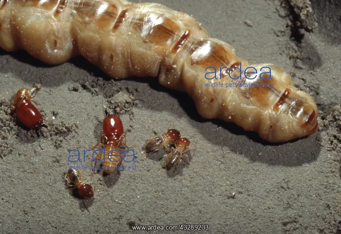 : TERMITE Queen & soldiers : TERMITE Queen & soldiers