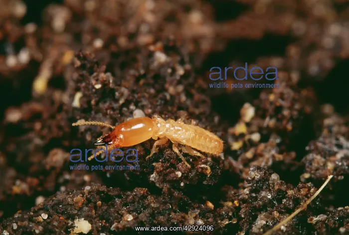 : Termite - soldier : Termite - soldier