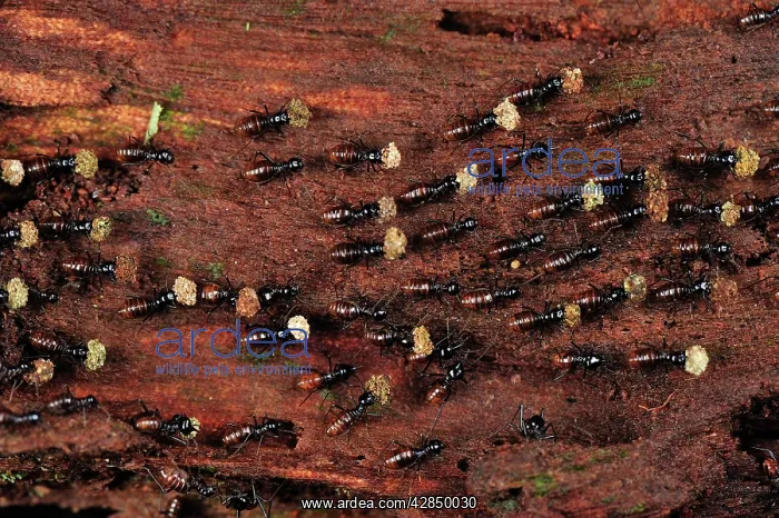 : Termites (Isoptera). Tanjung Puting National Park - Kalimantan - Borneo - Indonesia : Termites (Isoptera). Tanjung Puting National Park - Kalimantan - Borneo - Indonesia