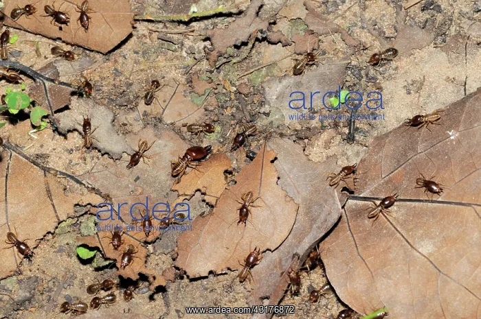 : Termites on the forest floor, Srepok Wilderness Area : Termites on the forest floor, Srepok Wilderness Area