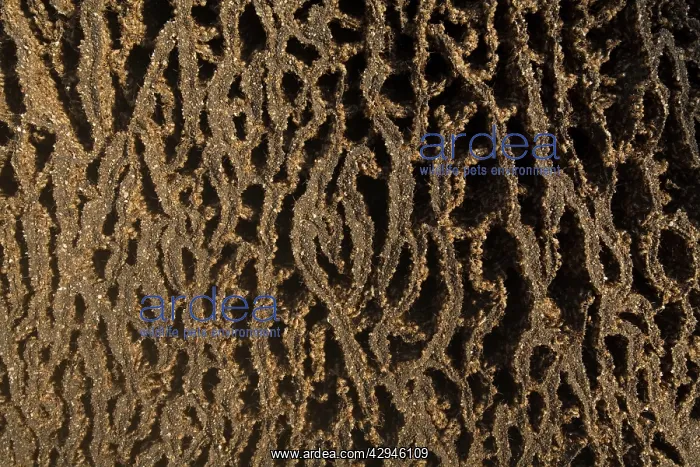 : Termites adding to a mound : Termites adding to a mound