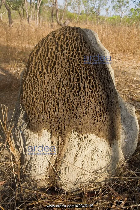: Termites adding to a mound : Termites adding to a mound