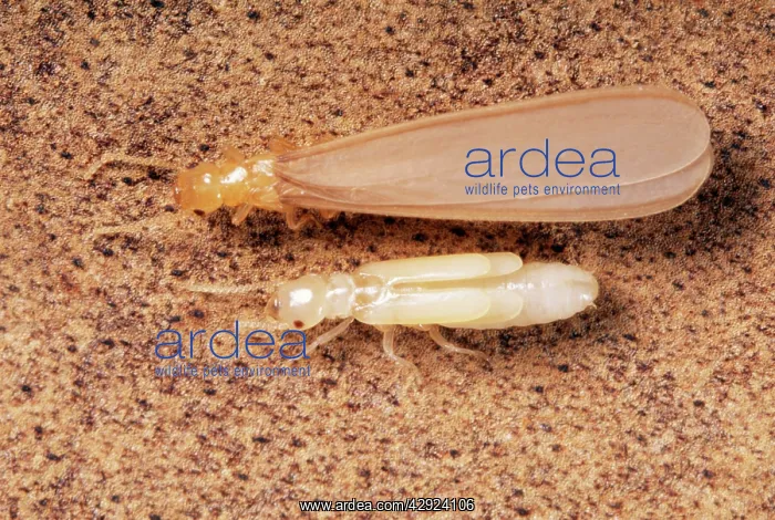 : Termites - Adult & nymph : Termites - Adult & nymph