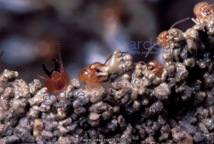  : Termites - building a wall