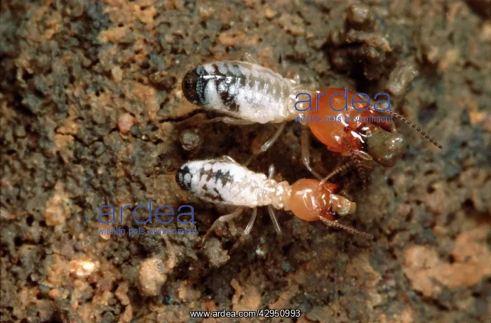 : Termites - building a wall : Termites - building a wall