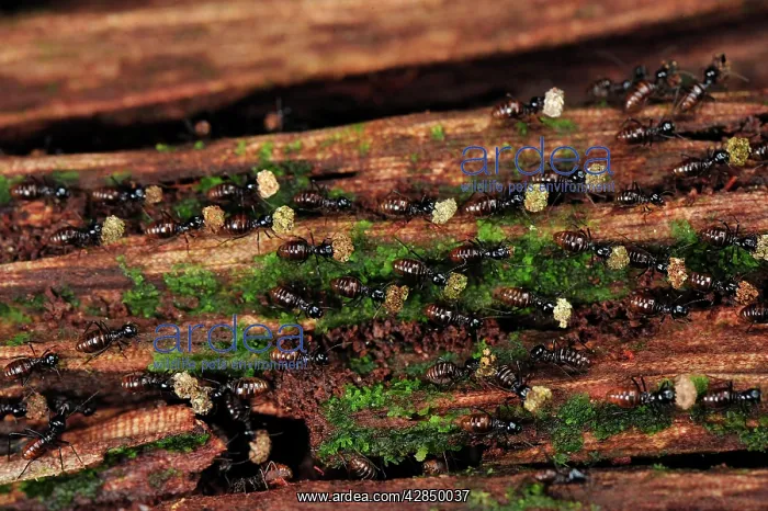 : Termites - carrying food : Termites - carrying food