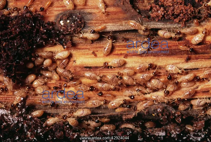 : TERMITES - Colony : TERMITES - Colony