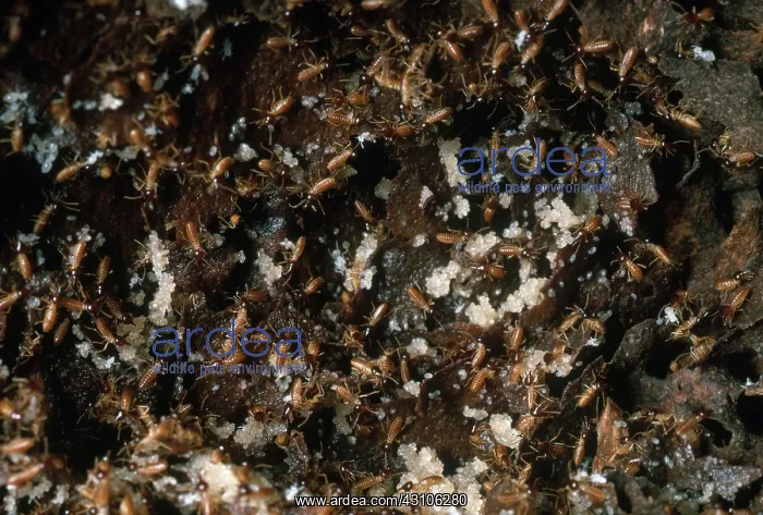 : Termites with Eggs in Nest : Termites with Eggs in Nest