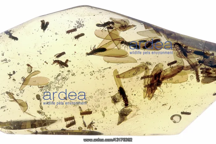 : Termites and other insects in Amber : Termites and other insects in Amber