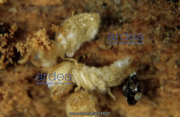 : Termites killed by a pathogenic fungus : Termites killed by a pathogenic fungus