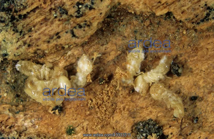 : Termites killed by a pathogenic fungus : Termites killed by a pathogenic fungus