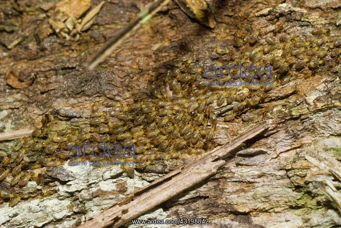 : Termites on log : Termites on log