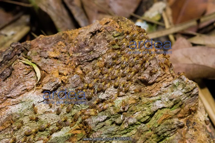 : Termites on log : Termites on log