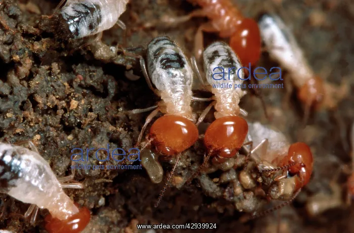 : Termites - making a soil wall : Termites - making a soil wall